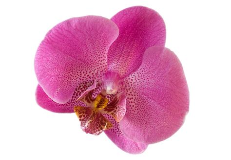 Single Orchid Flower Isolated with Clipping Path Stock Photo - Image of love, stamen: 6230054