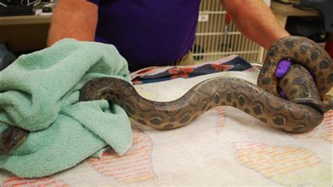 5 1/2-foot snake pops out of clogged toilet in San Diego - ABC7 Los Angeles