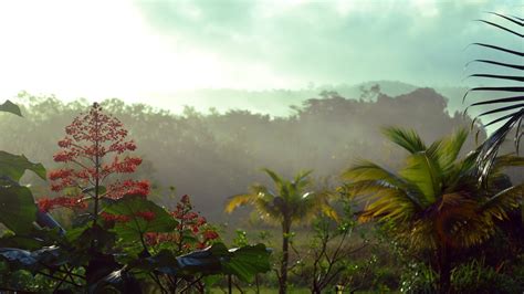 Securing a Sustainable Future for the Guinean Forests