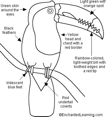 Keel-Billed Toucan Printout- EnchantedLearning.com | Toucan art, Keel ...