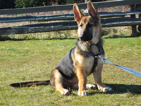 German Shepherd Corgi Mix: Temperament, Facts, and Health Care