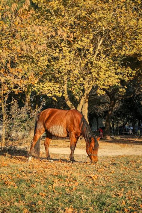 Photo of Horse Eating Grass · Free Stock Photo