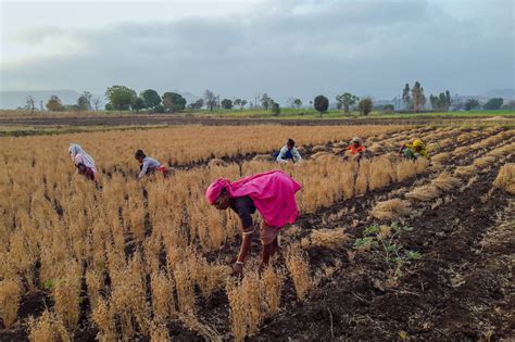 Farmer crop harvesting in the farm - PixaHive