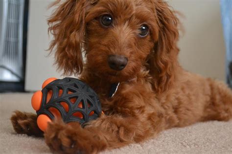 Dachshund and Poodle Mix and its Kind | Dog Breed Information