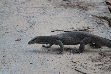 Bengal Monitor lizard | Bengal monitor (Varanus bengalensis)… | Flickr - Photo Sharing!