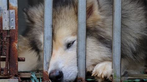 South Korea Passes Bill to Finally End the Practice of Eating Dog Meat ...