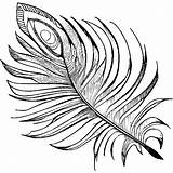Beautiful Feather Coloring Page · Creative Fabrica sketch template