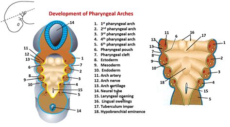 Development of pharyngeal Arches, Pouches , Anatomy QA