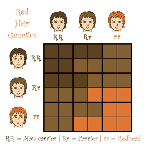 Red hair is a recessive trait (r), while brown hair is a dominant trait ...