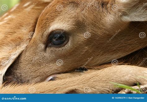 Baby Fawn stock image. Image of trees, eyes, deer, whitetail - 14390379