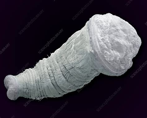 Polychaete trochophore larva, SEM - Stock Image - C004/6492 - Science Photo Library