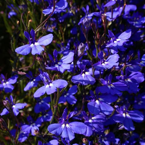 Lobelia Flower Garden Seeds - Sapphire - 1000 Seeds - Trailing, Annual ...