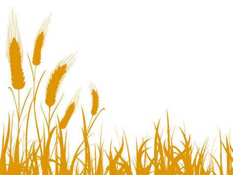 Maize Field Drawing Illustrations, Royalty-Free Vector Graphics & Clip Art - iStock