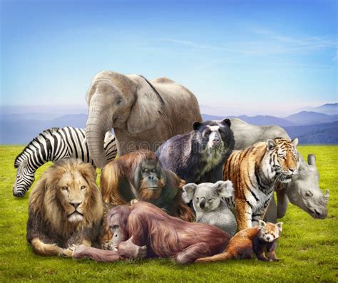 Group of animals stock image. Image of conservation, concept - 25269053