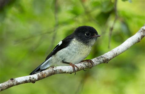 Tomtit/miromiro: Land birds: Native animals