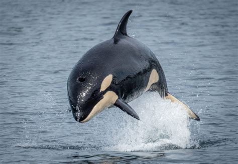 Animal Facts: Orca | Canadian Geographic