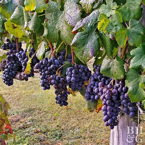 How to Grow Grapes for Jelly, Juice, and More | Grape plant, Growing ...