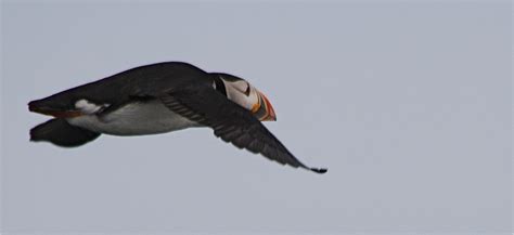 Puffins in Maine - Boat tours from Vinalhaven