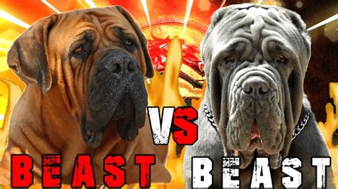 Boerboel vs Neapolitan Mastiff | Neapolitan Mastiff vs Boerboel | Powerful Guard dog | Billa ...