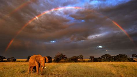 best nature documentaries | The Green Hub