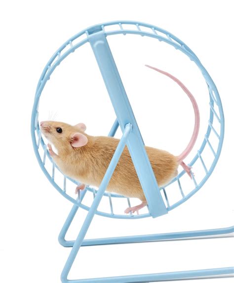 Build a Culture of Philanthropy and Get off the Fundraising Gerbil Wheel | Bailey Leadership ...