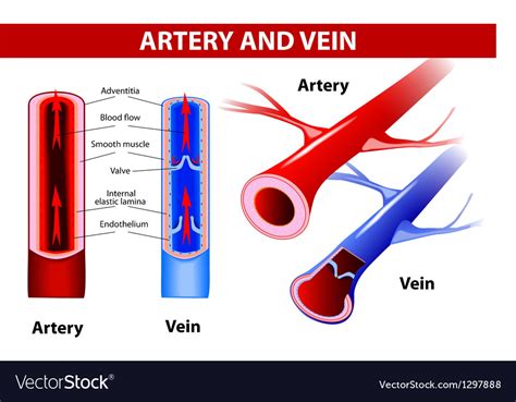 Artery and vein Royalty Free Vector Image - VectorStock