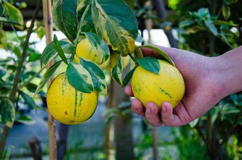 Variegated Pink Lemon Tree - Minneopa Orchards