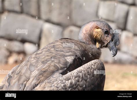 The condor is the national symbol of the Andes and the wildlife of ...