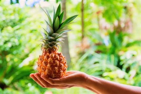 Can You Grow A Pineapple Indoors | Yes for the plant - EnviroMom