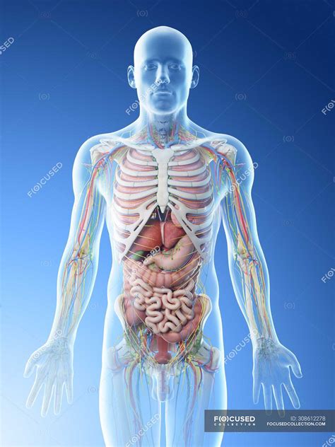 Male upper body anatomy and internal organs, computer illustration ...