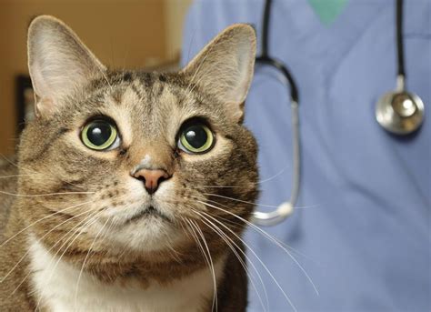 Rabies Treatment in Cats | PetMD