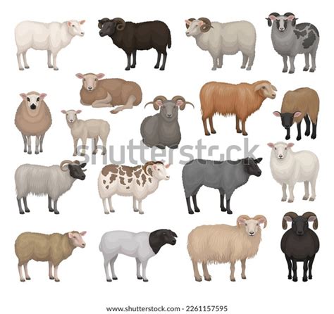 Sheep Rams Different Breeds Collection Farm Stock Vector (Royalty Free) 2261157595 | Shutterstock