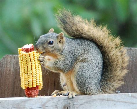 Linguists explain why Germans can't pronounce "squirrel" - We Interrupt