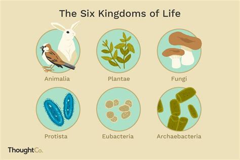 the six kingdoms of life with different animals, plants and other things in them