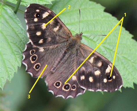 Identification Guide to the 'Brown' Butterflies - WingSearch2020