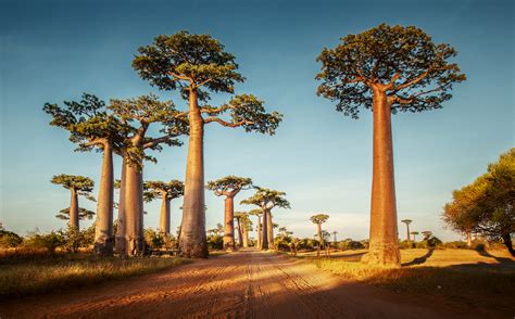 What is it about baobab trees that makes them so captivating? - Earth.com