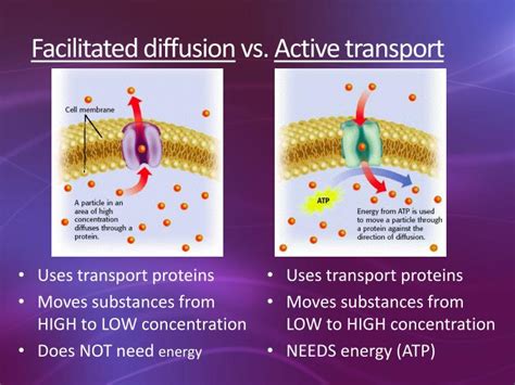 PPT - Cell Transport PowerPoint Presentation - ID:3149457