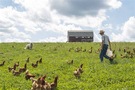 How to Establish a Small-Scale, Pastured Poultry Operation - Rodale ...