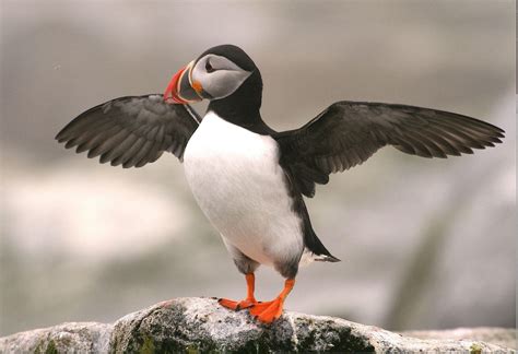 Unusual visitor: Injured puffin being treated on the Outer Banks - OBX Today