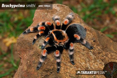 Brachypelma smithi (Mexican Red Knee)