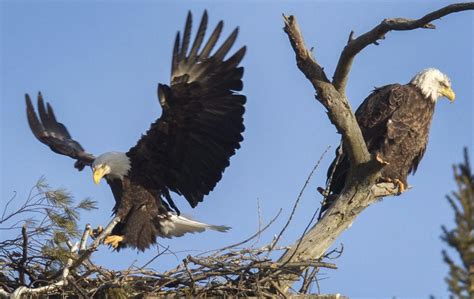 Eagle_Nest_60049.jpg-1af58.jpg - Washington Times