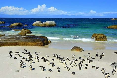 Boulders Beach: A Guide For Those Travelling To South Africa