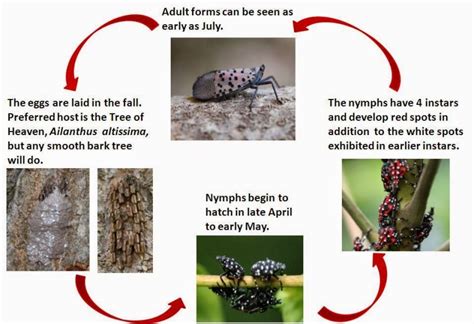 Spotted Lanternfly