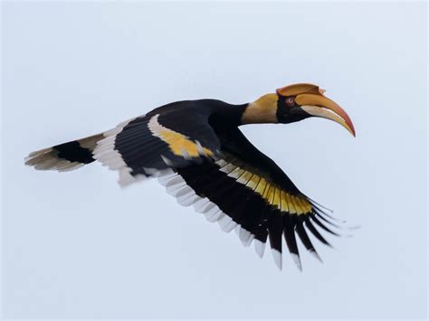 Great Hornbill Bird Wallpapers - Wallpaper Cave