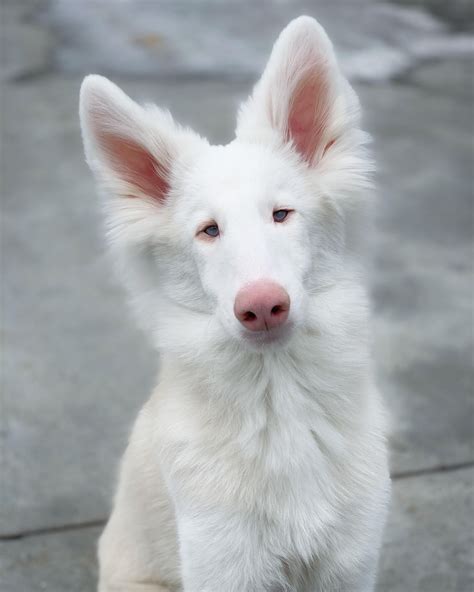 Last winter this newborn pup appeared by the door of a local stable ...