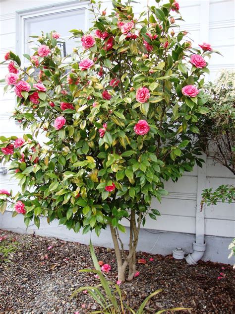 danger garden: Buh-Bye Camellia | Camellia plant, Plants, Camellia tree