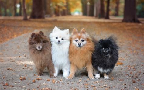 Pomeranian Colors: Explore 13 Recognized Coat Colors