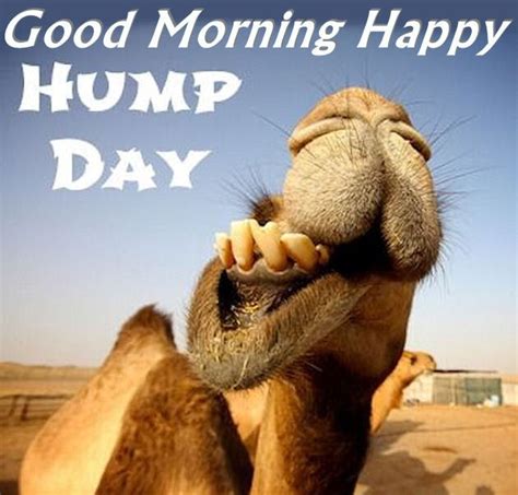 Good Morning Happy Hump Day Camel Pictures, Photos, and Images for Facebook, Tumblr, Pinterest ...