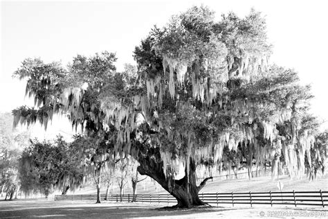Fine Art Photography Prints | | | | | New Orleans Louisiana - Black and White Photos Buy Framed ...