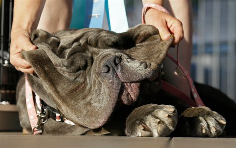 World’s ugliest dog dies weeks after winning title – Orange County Register